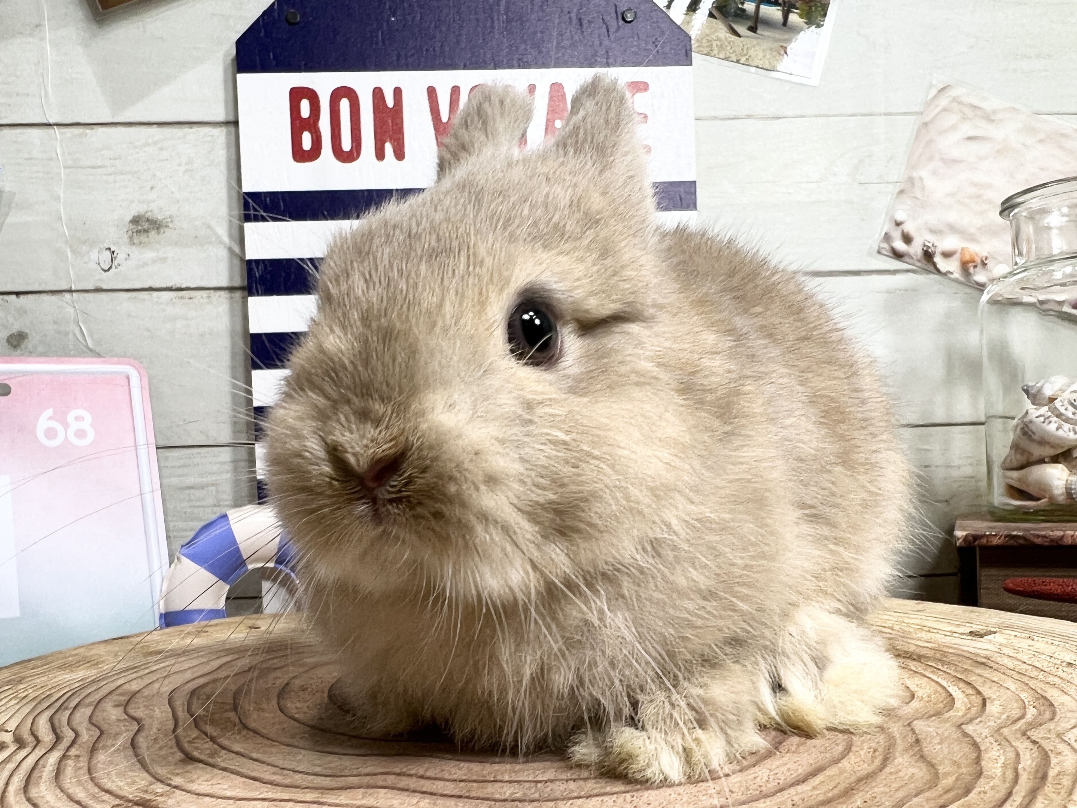 もんちゃんです　うさぎさん　バッグ　2点 楽天市場】【先着20％ クーポン有り】Sちゃんまん トート バッグ